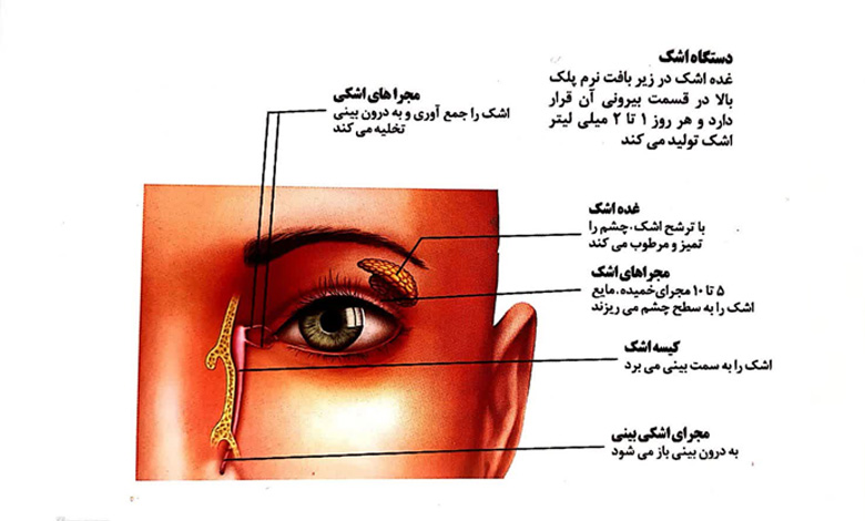 آناتومی چشم